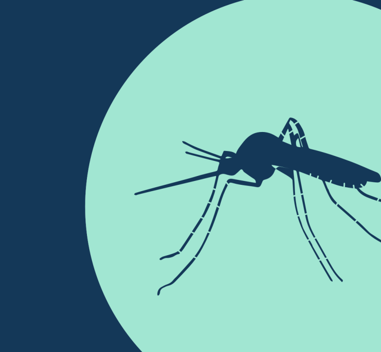 Dengue Mosquito